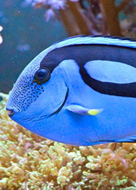 Океанариум