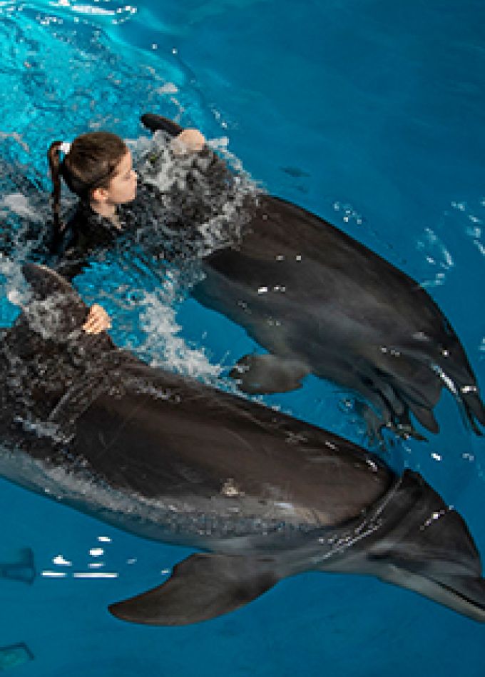 Плавание с дельфинами